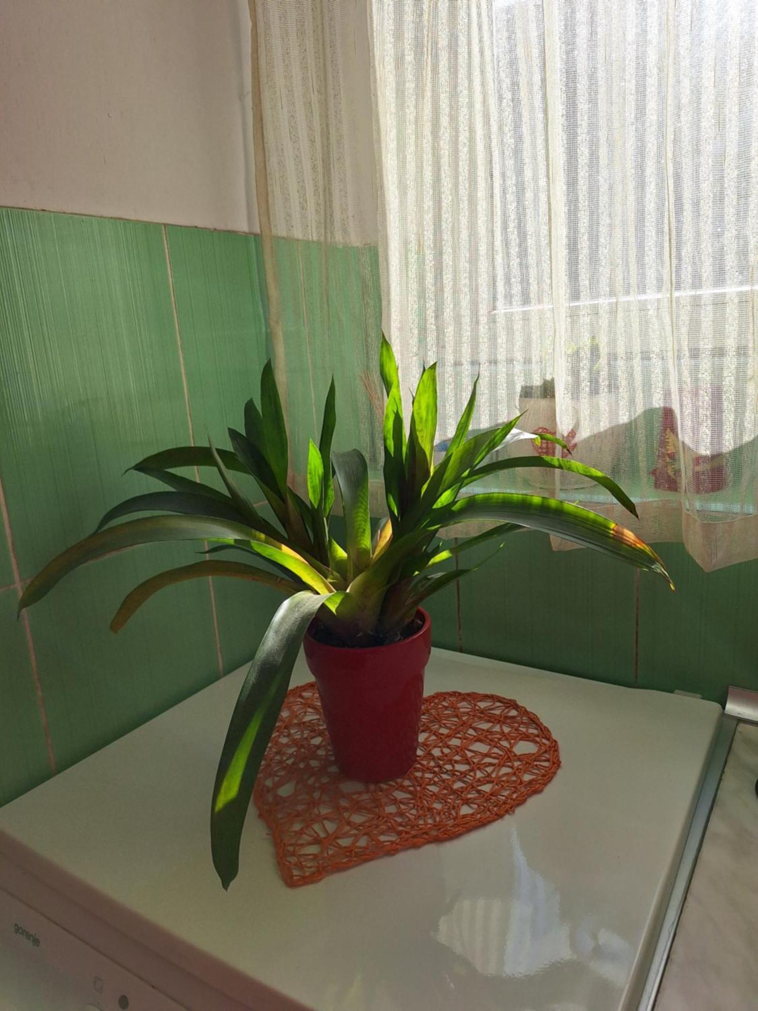 Apartman Maja Daire Belgrad Dış mekan fotoğraf